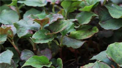 ​鱼腥草的功效与作用