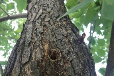 ​蜉蝣撼大树的下一句是什么