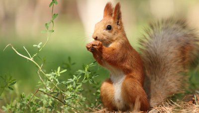 ​松鼠会咬人吗