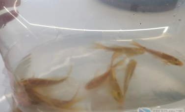 家里苯超标能闻出来,家里苯超标能闻出来吗图5