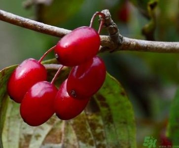 ​茱萸是什么？重阳节为什么要插茱萸？