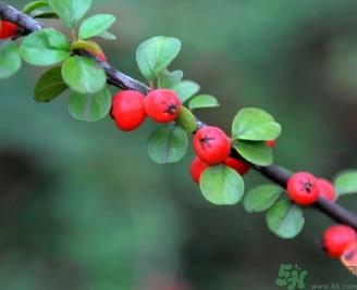 茱萸是什么？重阳节为什么要插茱萸？