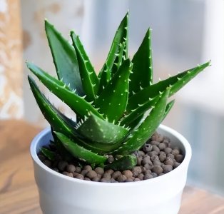 ​怎么养芦荟才能长得快？