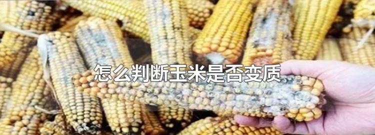 怎么判断玉米是否变质能否吃