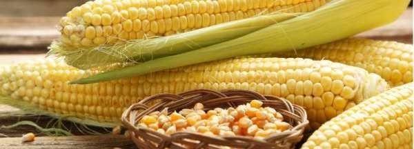 如何判断生玉米坏了,怎么判断玉米是否变质能否吃图2