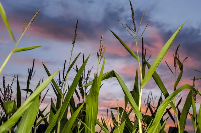 今年何时立秋早秋还是晚秋（双立春闰四月夏至五月端）(2)