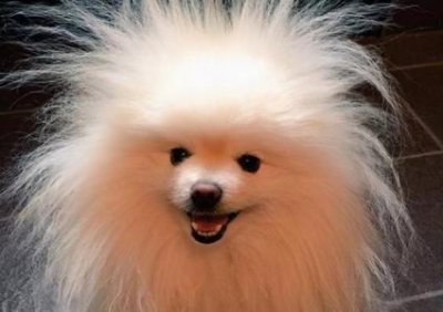 ​爱尔兰长毛猎犬和金毛的分别