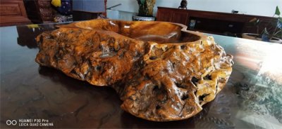 ​名贵乔木黄金樟