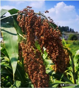 ​泸州窖酒秘酿扫码价(泸州秘酿宝窖是什么酒)