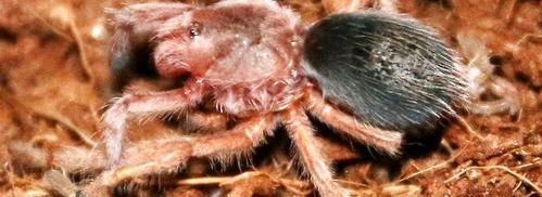 蜘蛛会咬人,蜘蛛这种动物会咬人吗