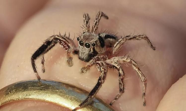 蜘蛛会攻击人吗