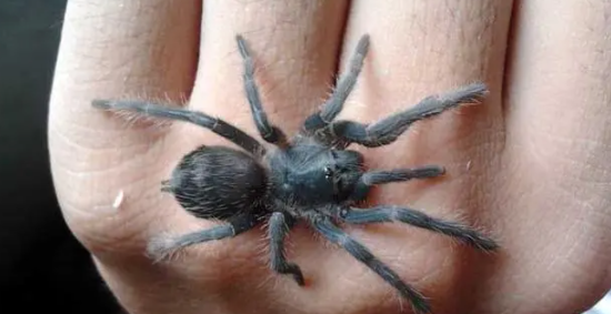 蜘蛛会咬人,蜘蛛这种动物会咬人吗图1
