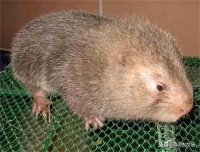 ​我们经常听到的竹鼠骗局到底是什么？又是怎么骗人的？