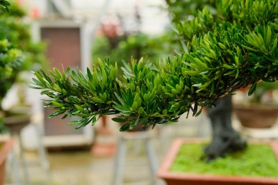 ​罗汉果泡水小孩能喝吗，和什么一起泡好