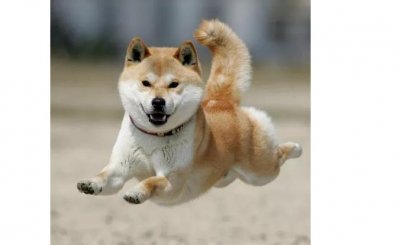 ​为什么养秋田犬的人少？16个不能养秋田的理由