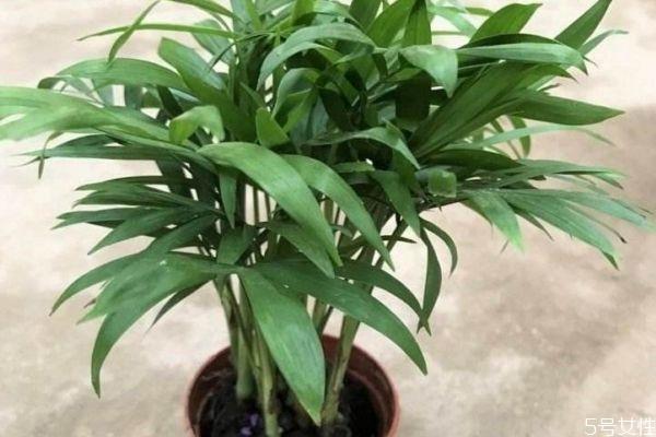 垂叶榕的花语是什么呢 垂叶榕有毒吗 垂叶榕的花语是什么呢 垂叶榕有毒吗