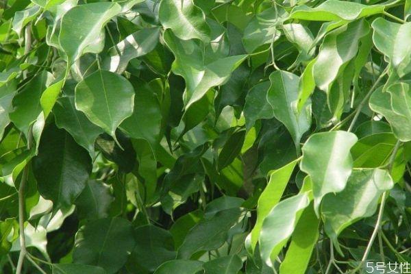 垂叶榕的花语是什么呢 垂叶榕有毒吗 垂叶榕的花语是什么呢 垂叶榕有毒吗