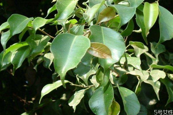 垂叶榕的花语是什么呢 垂叶榕有毒吗 垂叶榕的花语是什么呢 垂叶榕有毒吗
