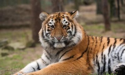 ​老虎最怕什么颜色,老虎是黄色还是橙色