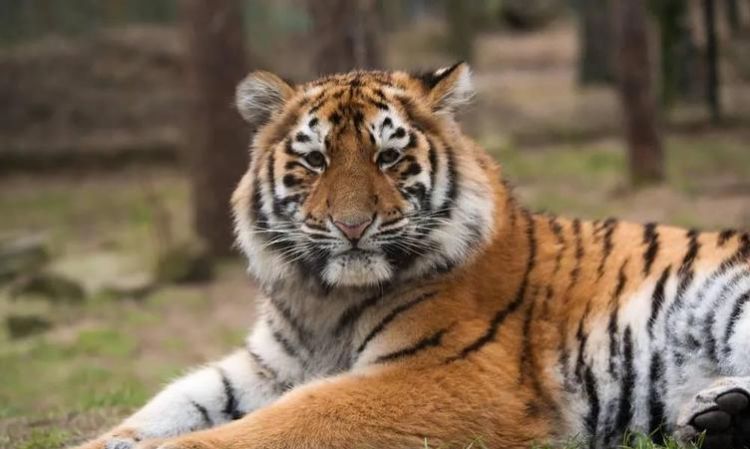 老虎是黄色还是橙色