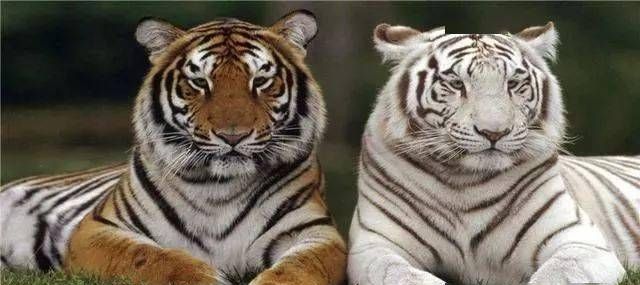 老虎狮子最怕什么颜色