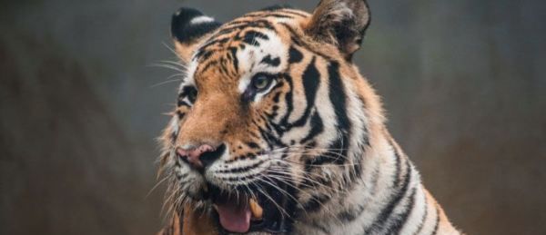 老虎最怕什么颜色,老虎是黄色还是橙色图2