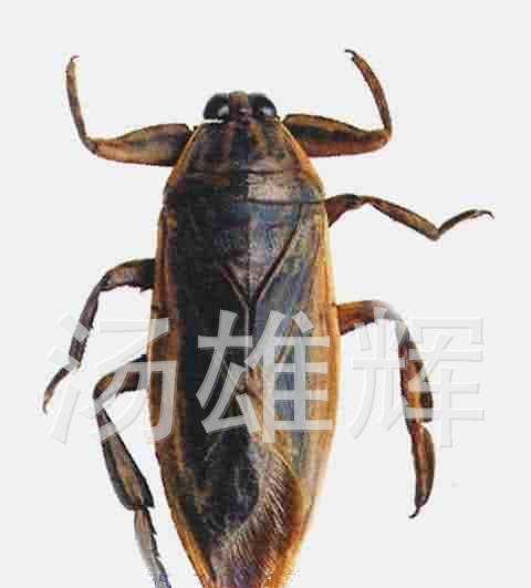 桂花蝉能吃,桂花蝉怎么吃效果最好图2