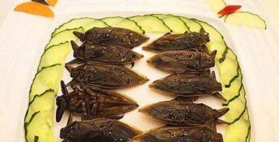 ​桂花蝉能吃,桂花蝉怎么吃效果最好