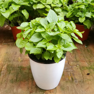 盆栽薄荷怎么养（薄荷盆栽养殖小技巧分享）