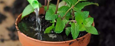 ​盆栽薄荷怎么养（薄荷盆栽养殖小技巧分享）