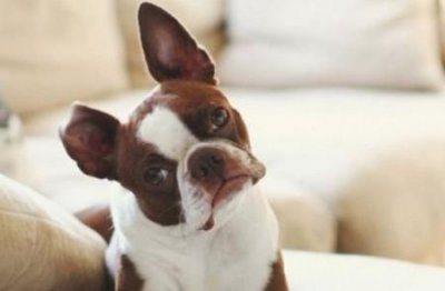 ​金毛眼屎太多怎么回事？儿？只是上火还是有其他问题 金毛眼屎特别多