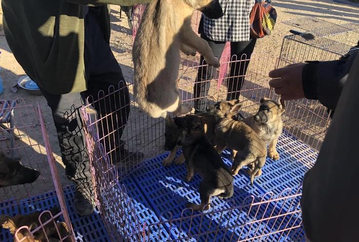 昆明犬你了解它吗? 报价700元, 围观者“500元差不多了! ”