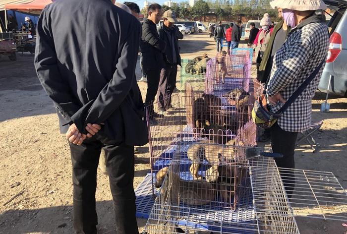 昆明犬你了解它吗? 报价700元, 围观者“500元差不多了! ”