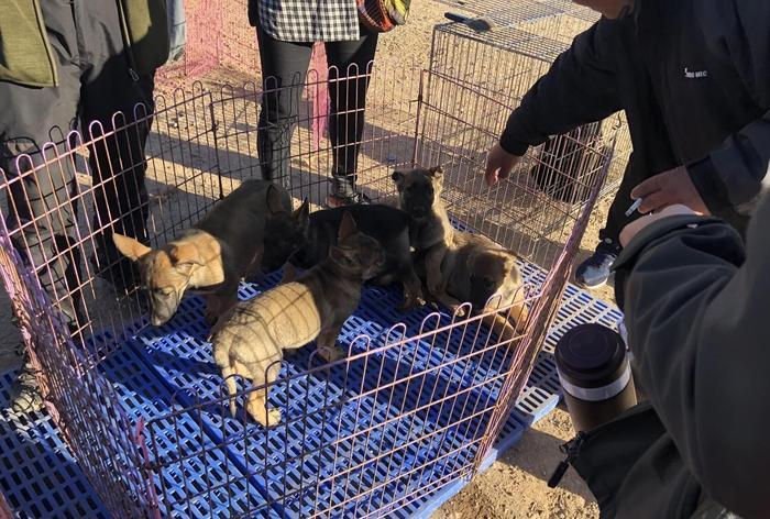 昆明犬你了解它吗? 报价700元, 围观者“500元差不多了! ”