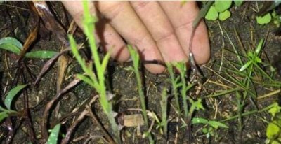 ​农村一种“小野草”，看着不起眼，晒干一斤800多，很贵