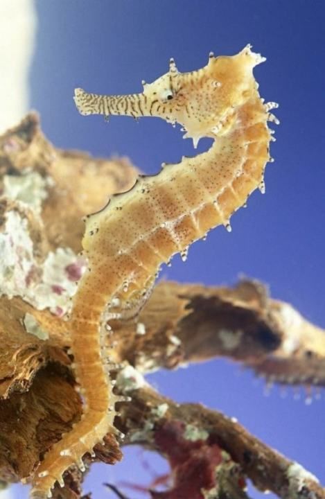 真正的鱼是鲸鱼还是海马,海马的功效与作用吃法图3