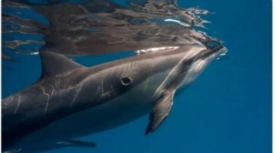 ​真正的鱼是鲸鱼还是海马,海马的功效与作用吃法