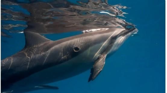 海马的功效与作用吃法