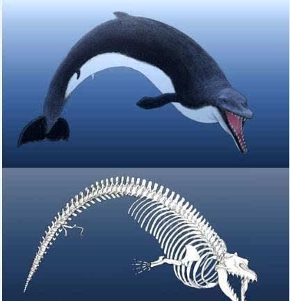 下列哪些动物是真正的鱼