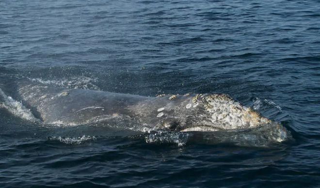 下列动物中属于鱼类的是a章鱼b鲨鱼c娃娃鱼d鲸鱼