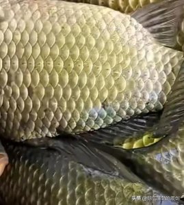 ​海边钓鱼技巧及方法（新手钓鱼小技巧）