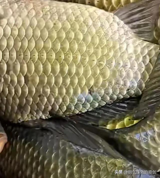 海边钓鱼技巧及方法（新手钓鱼小技巧）(1)