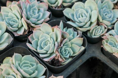 ​喂猪的东西，拿来养多肉，竟然肥得比拳头还大！