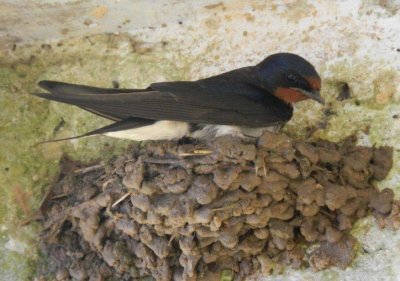 ​燕子在家里筑巢好吗（家里有燕子来筑巢到底是不是好事）