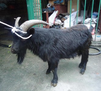 ​壮乡第一黑暗料理-羊瘪汤，你敢吃吗？