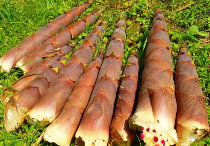 新鲜竹笋的处理方法和做法推荐 新鲜竹笋的处理方法和做法推荐