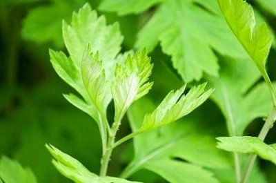 ​新鲜艾叶怎么保存最好 新鲜艾叶保存方法