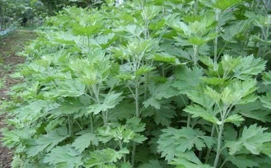 新鲜艾叶怎么保存最好 新鲜艾叶保存方法 新鲜艾叶怎么保存最好 新鲜艾叶保存方法