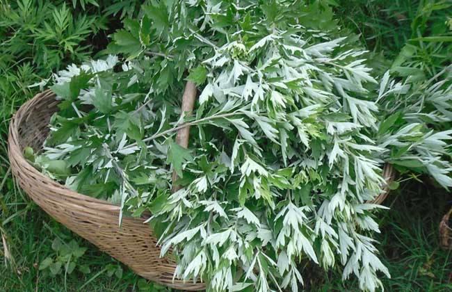 新鲜艾叶怎么保存最好 新鲜艾叶保存方法 新鲜艾叶怎么保存最好 新鲜艾叶保存方法