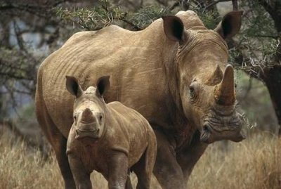 ​犀牛有几个角,犀牛有几个角